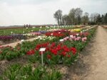 Bollenteelt