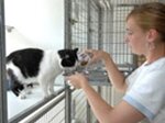 Dierenasiel