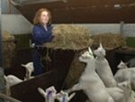 Getenhouderij