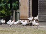 Kippen