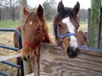 Paarden