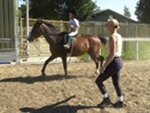 Paardenhouderij