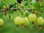 Kleinfruit
